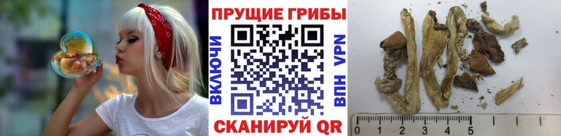 Псилоцибиновые грибы ЛСД Куртамыш