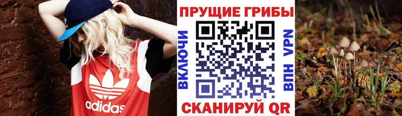 Псилоцибиновые грибы Psilocybine cubensis  Куртамыш 